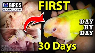 Lutino Love Bird Opaline First 30 Days, Birds Bangla bd