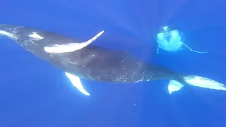 Ballet de Baleines à Tahiti