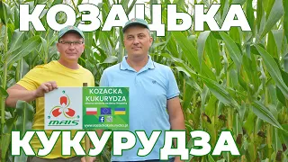 Кукурудза 2021. Наша кукурудза на польських полях. Козацька #Кукурудза