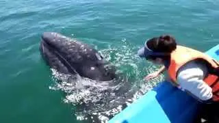 Friendly Whales