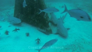 Pensacola Lionfish Scouting Gulf of Mexico 8/23/2015