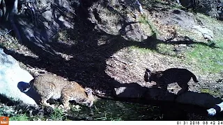 Mother bobcat (Lynx rufus) and cub