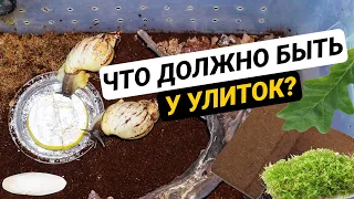 Как обустроить контейнер для улитки ахатины. Обустройство террариума для улиток