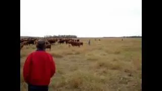 Chad Peterson's Ranch - Moving the mob