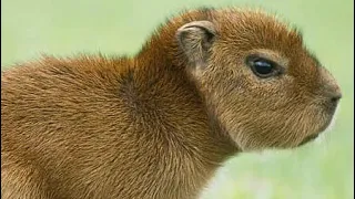 Fake capybara rickroll