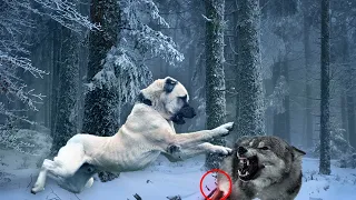 Why Wolves Hate Their Cousin Dogs So Much!!!