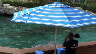 FLORIDA.ORLANDO.SEA WORLD. Шоу дельфинов Под водой