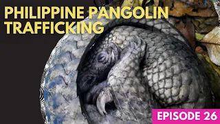 The Philippine Pangolin, victim of the Illegal Wildlife Trade.
