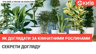 Догляд за кімнатними рослинами: практичні поради