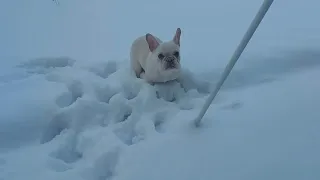 Sandy The Frenchie first time to see the snow | FRENCH BULLDOG ZOOMIES