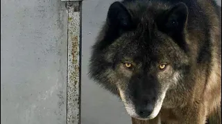 Гулять с Волком нельзя? Почему? Канадский волк Акела