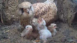 Kestrel Chicks First Moments | Athena & Apollo | Robert E Fuller