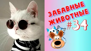 Смешные Животные / Приколы 2020 / Приколы Животные /Приколы с Животными / Лучшие Приколы #34