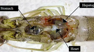 Shrimp Dissection and Anatomy