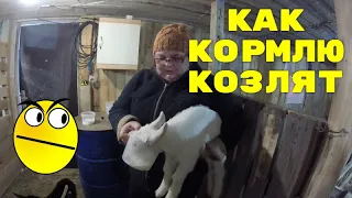 Как кормим  козлят -  наша мини ферма