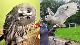 OWL BIRDS🦉- Funny Owls And Cute Owls Videos Compilation (2021) #011 - Funny Pets Life