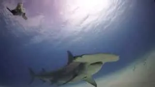 Diving with the Great Hammerheads of Bimini,Bahamas