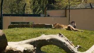 Izlet doma: Živalski vrt Ljubljana