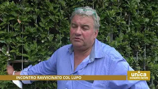 Incontro ravvicinato col lupo