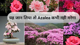 यह जान लिया तो Azalea कभी नही मरेगा |How to save Azalea plant,plantinfo