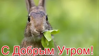 С Добрым Утром!🌺Хорошего Дня и Отличного Настроения! Сергей Чекалин!Музыкальная Открытка Пожелания!