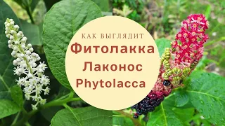 Фитолакка от бутонов до плодов / Лаконос / Phytolacca