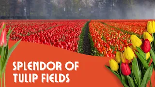 Colorful Canvases: 4K Views of Tulip Fields in Bloom