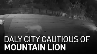 Daly City Residents Cautious After Mountain Lion Sighting