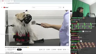 Forsen Reacts to This is the most aggressive dog I've ever touched 😐