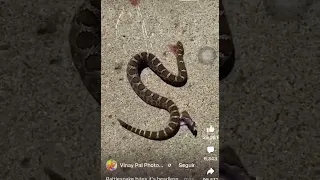 Serpiente se muerda a sí misma