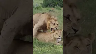 Young male LION mates with lioness🦁. Full video up on our channel! #lions #wildlife #africa