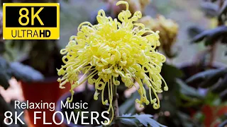 8K ULTRA HD / 8K TV – The Most Beautiful Flowers Collection | Flower Blooming Time Lapse