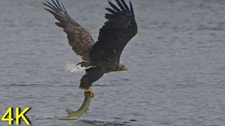 Seeadler fängt  kapitalen Hecht --  White-tailed Eagle fishes big Pike