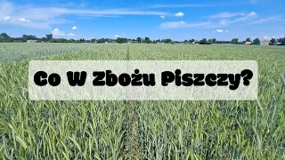 😢Susza 2024😢Oziminy Walczą🤔Jare Usychają🫥Vlog Z Obejścia Pól