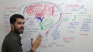 Human Brain Parts and Function Fully explained in Urdu Hindi By Dr A Hadi