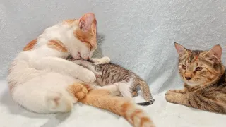 Dad Cat and Baby Kitten had a serious beef in front of Mother Cat