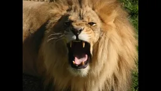 Roaring Lion At Mysore Zoo Mysore Tourism Karnataka Tourism