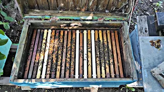 Как развиваются пойманные рои пчел !!!