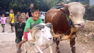 BOCIL LUCU BERMAIN SAMA SAPI DAN KAMBING KURBAN ‼️🔥🔥🔥