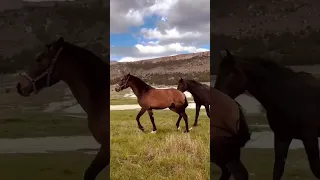 Красивая мощь🔥 @cowboy_akkaya #horse #horses #crimea #qirim #крым #весна #лошади #белогорск #аккая #