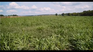 Grazing Cover Crops: Why Should a Livestock Producer Use Cover Crops?