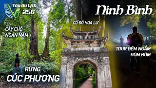 YDL #256: Đến rừng Cúc Phương thăm cây chò ngàn năm, ngắm đom đóm trong đêm | Yêu Máy Bay