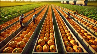 The Most Modern Agriculture Machines That Are INSANE | Pumpkin Harvesting 🎃