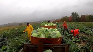 Meet the 'Veggie Boys' On The Pennsylvania Road