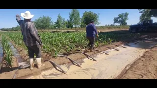 desde el Arbol de la felicidad regando la milpa