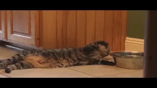 ОЧЕНЬ СМЕШНОЙ КОТ ПЬЕТ ЛЕЖА / VERY FUNNY CAT [ANIMALS]