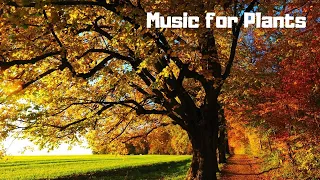 Soothing Music for Plant Growth, Happiness and Their Overall Health