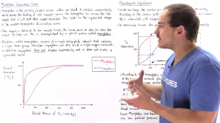 Myoglobin vs. Hemoglobin Dissociation Curve