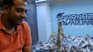 Meerkats - First Time in India at Karnataka Aquarium