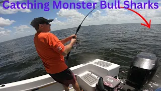 Bull Shark Catch Clean And Cook